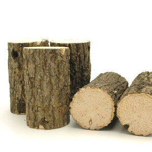 クヌギ産卵木 細目 1本 昆虫 クワガタ用 関東当日便