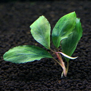 ijuZt@hspDShine@Green2itji_ji1j@kCEBq֗vۉ