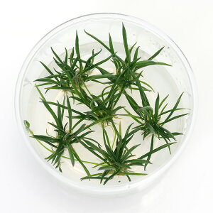 ijgD|{@g@Ejt[i_ji1Jbvj@kCEBq֗vۉ