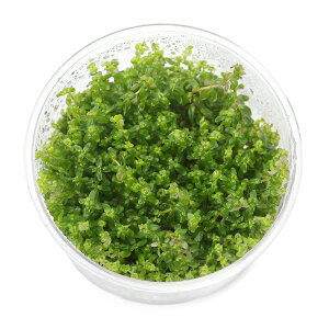 ijgD|{@^spDp[i_ji1Jbvj@kCEBq֗vۉ