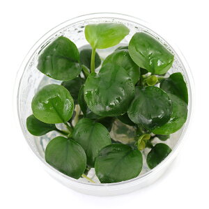 ijgD|{@AkrAX@oe[@Eh[ti1Jbvj@kCEBq֗vۉ