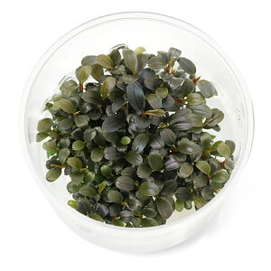 ijgD|{@uZt@hspDN_K~jEh@ցi1Jbvj@kCEBq֗vۉ