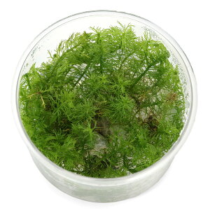 ijgD|{@~ItB@}gObZZi_ji1Jbvj@kCEBq֗vۉ