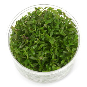 ijgD|{@mtB@A}eBJ@bhi_ji1Jbvj@kCEBq֗vۉ