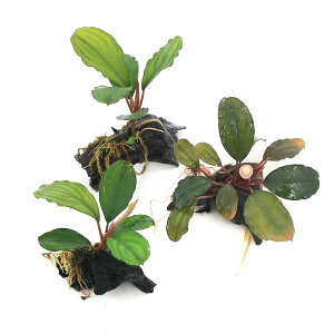 ijρ@uZt@hspDO[EF[r[u[h[t@؃~jTCYitji_ji1{j@kCEBq֗vۉ