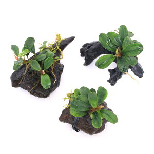 ijρ@uZt@hspDAbv[tiցj@؃~jTCYitji_ji1{j@kCEBq֗vۉ