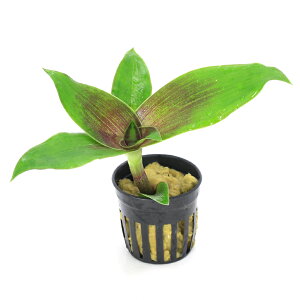 ieEjroEvc|bg@JVA@tOXi_ji1|bgj@kCq֗vۉ