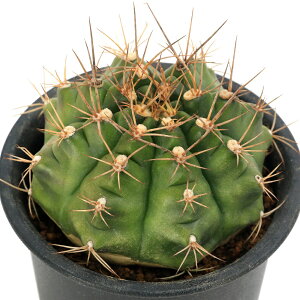 (多肉植物)サボテン ギムノカリキウム 翠晃冠 3号(1鉢)