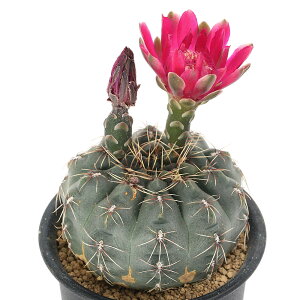 iAjT{e@MmJLE@ԋʁ@3i1|bgj