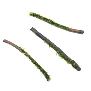(水草)巻きたて ウィローモスsp.ナロー スティック流木 Sサイズ(約15cm)(水中葉)(無農薬)(3本)