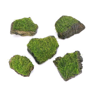 ijā@VA@RΏitji_ji5j@kCEBq֗vۉ