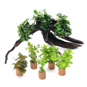 ijuȒPCAEgZbg@AkrAXii@v`{܂Ls5@i1Zbgj