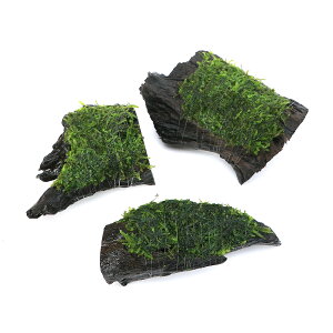 ijā@EB[sOX@SSTCYi10cmji_jitji1j