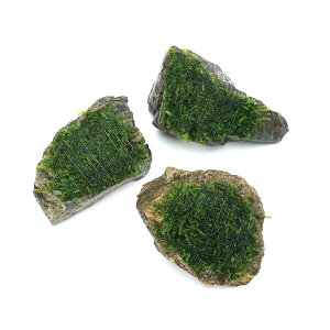 ijā@EB[sOX@RSTCYi10cmjitji_ji1j