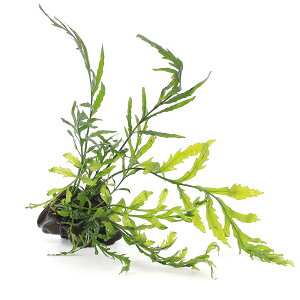 ijā@{reBX@qfBeB@؁@~jTCYi8cmȉjitji_ji1j