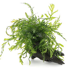 ijā@{reBX@qfBeB@؁@MTCYi20cmjitji_ji1j