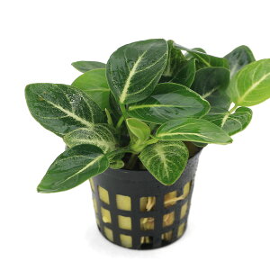 ijAkrAX@X^[_Xgipցjitji1|bgj