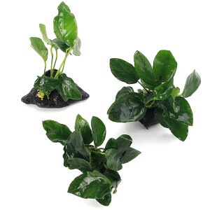 ijAkrAXii@؁@~jTCYi8cmȉjitji3j