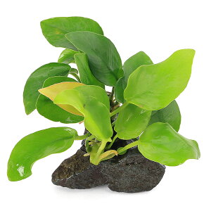 ijAkrAXii@S[f@RΏi3`5cmjitji1j