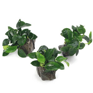 ijAkrAXii@v`@RΏi3`5cmjitji3j