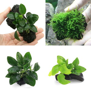 (水草)定番のアヌビアスナナ 流木ミニサイズ 3種セット(5〜8cm)(水上葉)+ 育成済 ウィローモス 流木ミニサイズ(1個)