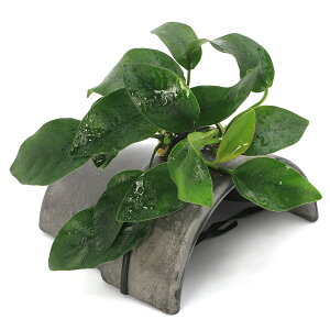 ijAkrAXiit@eRb^VF^[@Ԃitji1j