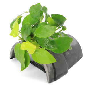 ijAkrAXii@S[ft@eRb^VF^[@Ԃitji1j