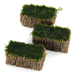 ijā@EB[XspDi[@TSUMIKIitji_ji1j