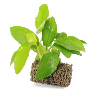 ijAkrAXii@S[f@TSUMIKIitji1j