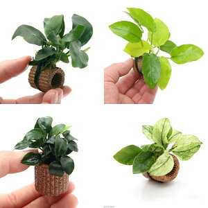 ijAkrAX@Ct}`4_Zbgitji1Zbgj