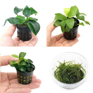 ijԂ̃AkrAX@ii3Zbg@{@EB[X@1Jbvi1Zbgj