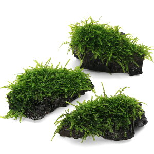 ij琬ρ@EB[sOX@SSTCYi10cmji_jitji3j