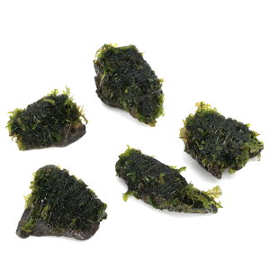 ijā@nlSPspDJ[Y@RΏi3`5cmjitji_ji3j