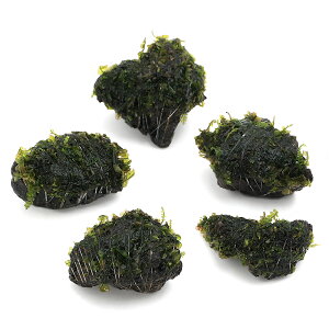 ijā@nlSPspDJ[Y@nΏi3`5cmjitji_ji3j