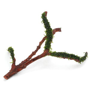 (水草)巻きたて フジウロコゴケ(スパーテンモス) 枝状流木 Sサイズ(約10cm〜)(無農薬)(水中葉)(1個)
