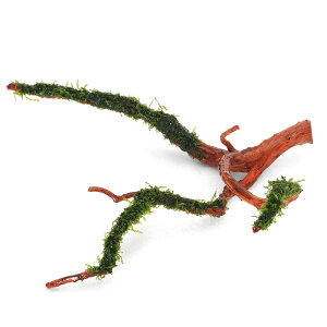 (水草)巻きたて フジウロコゴケ(スパーテンモス) 枝状流木 Mサイズ(約20cm〜)(無農薬)(水中葉)(1個)