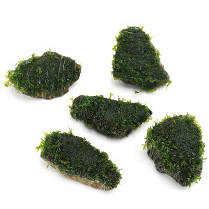 ijā@v~AO[X@RΏi3`5cmjitji_ji5j