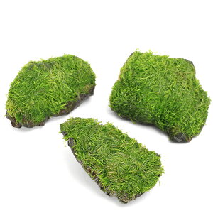 ijā@VA@R΁@SSTCYi8cmȉjitji_ji3j@kCEBq֗vۉ