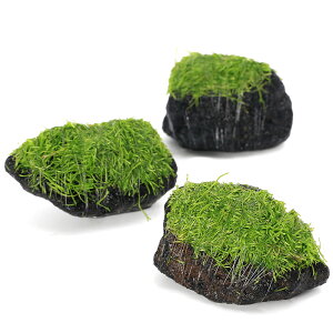 ijā@VA@n΁@SSTCYi8cmȉjitji_ji1j@kCEBq֗vۉ