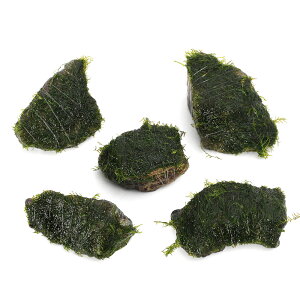 ijā@EH[^[tFU[@RΏi3`5cmjitji_ji3j