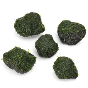 ijā@EH[^[tFU[@nΏi3`5cmjitji_ji5j