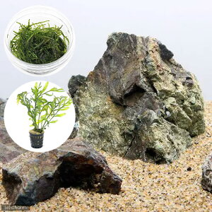 ijCAEgfސZbgVerDR΁iEB[X@{@{reBX@qfBeBji1Zbgj