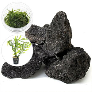 ijCAEgfސZbgVerDn΁iEB[X{{reBX@qfBeBi1Zbgj