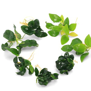 ij聚@Ԃ̃AkrAX@ii3@7Zbgitji1Zbgj