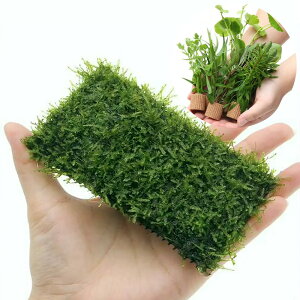 ijSҌXグZbg@VerDCt}`@i_ji1Zbgj