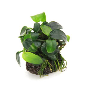 ijρ@AkrAXii@v`@nΏi3`5cmjitji1j