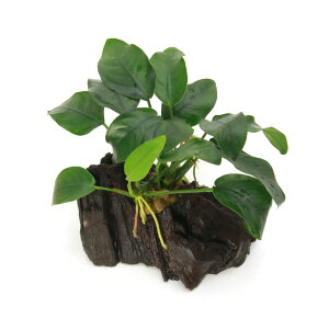 ijρ@AkrAXii@ii@؁@SSTCYi10cmjitji1{j