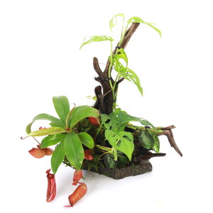 �i�e�����E���j��_���@�e�����E���ɂ��������߁@�E�c�{�J�Y���A�}�h�J�Y���ȂǐA���t���ς݁@���C�A�E�g���؁i461679�j�i���_��j�i1�j�@�֓�������