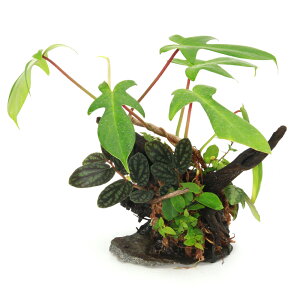 ieEj_@uȒP@eA@CAEg؁i461680ji_ji1j@֓