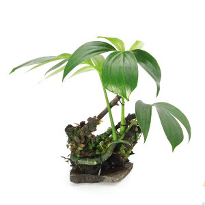 �i�e�����E���j��_�� �u�������ȒP �e�������A�� ���C�A�E�g���؁i461681�j�i���_��j�i1�j�@�֓�������